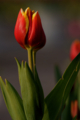f:id:uralic:20120125015656j:image:medium