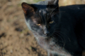 f:id:uralic:20120126011359j:image:medium