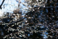 f:id:uralic:20120126235337j:image:medium