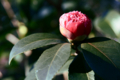 f:id:uralic:20120130000900j:image:medium