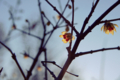f:id:uralic:20120130000901j:image:medium