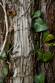 f:id:uralic:20120206000312j:image:medium
