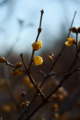f:id:uralic:20120209002443j:image:medium