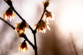 f:id:uralic:20120209231308j:image:medium