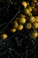 f:id:uralic:20120213114733j:image:medium