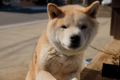 f:id:uralic:20120219011639j:image:medium