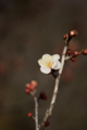 f:id:uralic:20120222005157j:image:medium