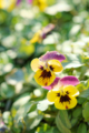 f:id:uralic:20120226012009j:image:medium