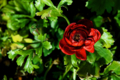 f:id:uralic:20120227000710j:image:medium