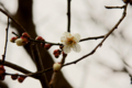 f:id:uralic:20120227230028j:image:medium