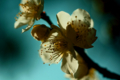 f:id:uralic:20120229230310j:image:medium