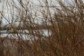 f:id:uralic:20120306225609j:image:medium