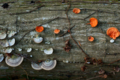 f:id:uralic:20120312000320j:image:medium