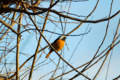 f:id:uralic:20120314002836j:image:medium