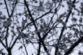 f:id:uralic:20120318002406j:image:medium