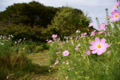 [風景][花]