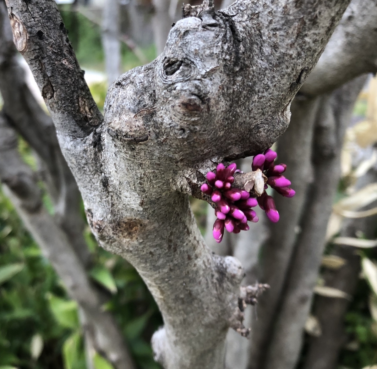 f:id:uranairen:20190401110032j:plain f:id:uranairen:20190401110032j:plain
