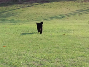 f:id:uraomotenoraneko:20101004153842j:image