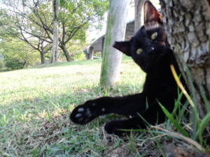 f:id:uraomotenoraneko:20101004154123j:image