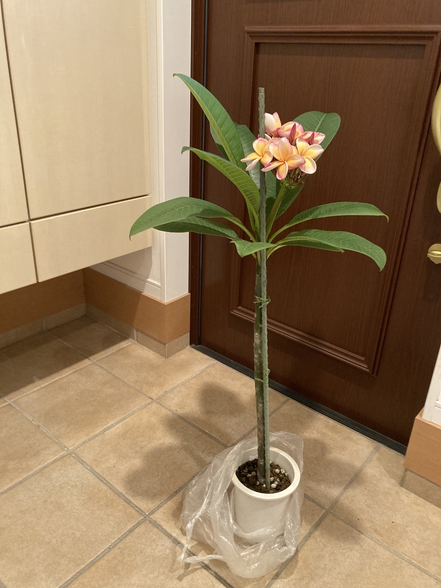 カリフォルニアサンセット🌺 - uraraのあちこち旅日記♪