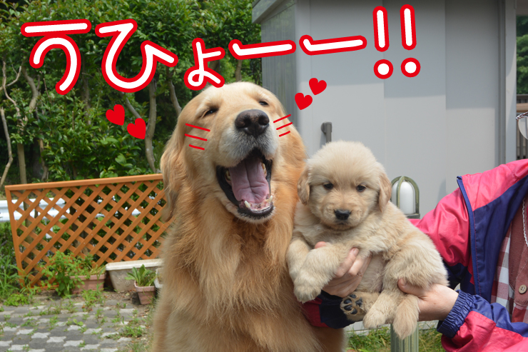 f:id:urarifu:20150628232519j:image f:id:urarifu:20150628232519j:image