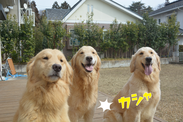 f:id:urarifu:20160319234312j:image f:id:urarifu:20160319234312j:image
