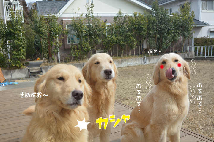 f:id:urarifu:20160319234316j:image f:id:urarifu:20160319234316j:image