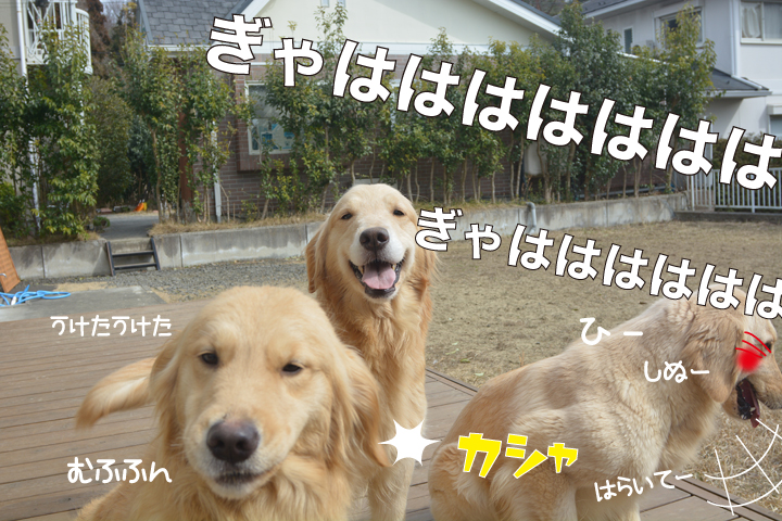 f:id:urarifu:20160319234327j:image f:id:urarifu:20160319234327j:image