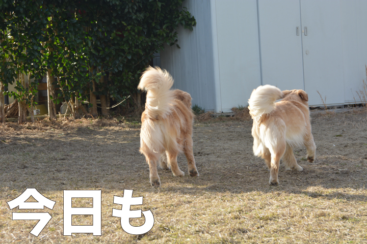 f:id:urarifu:20160321184138j:image f:id:urarifu:20160321184138j:image