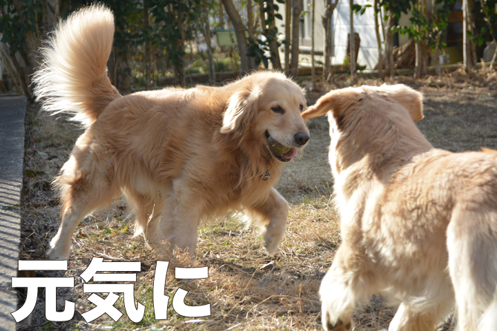 f:id:urarifu:20160321184139j:image f:id:urarifu:20160321184139j:image