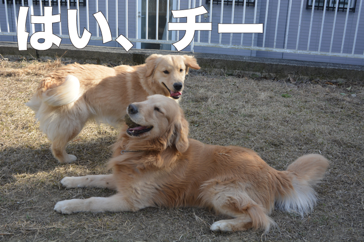 f:id:urarifu:20160321184141j:image f:id:urarifu:20160321184141j:image