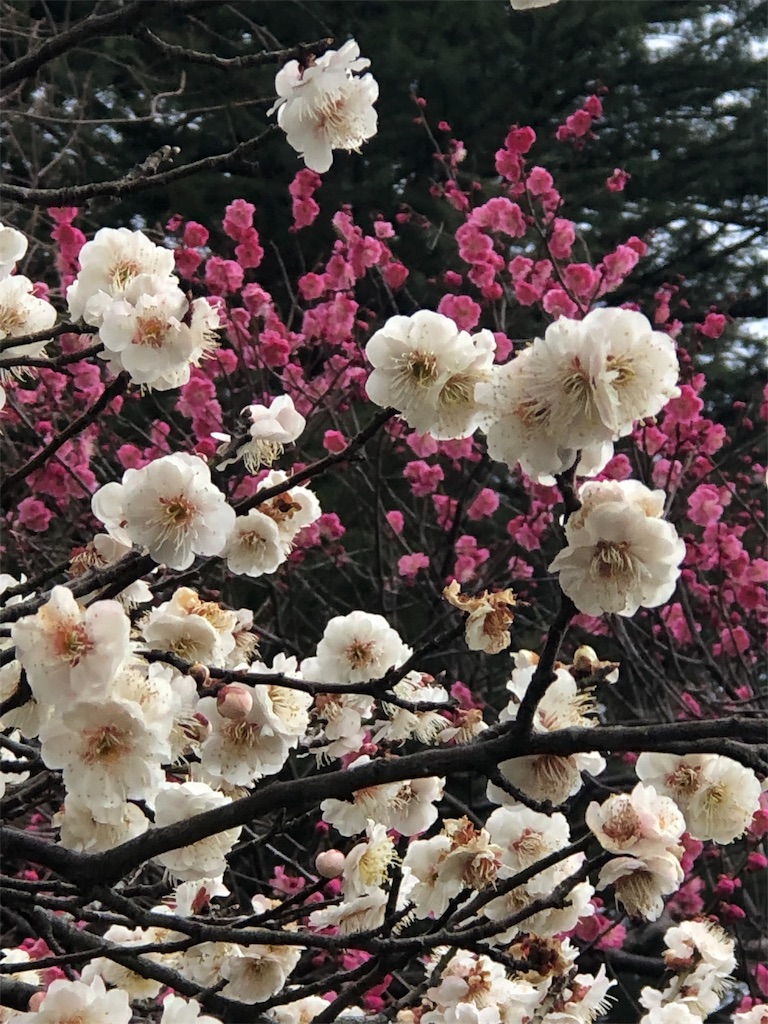 f:id:urashimamimi:20190323000003j:image