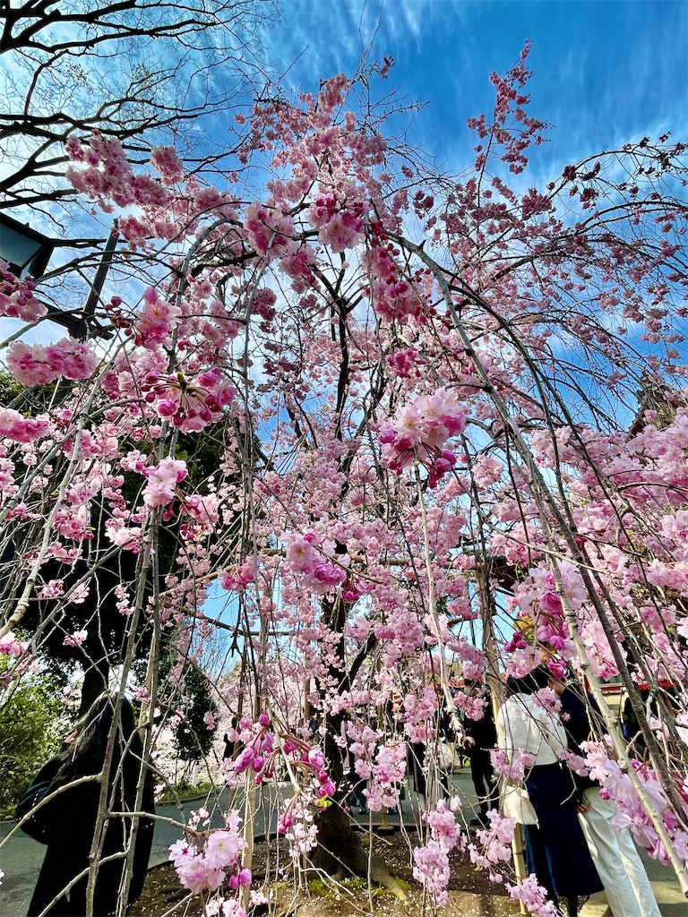 f:id:urashimamimi:20220403132455j:image