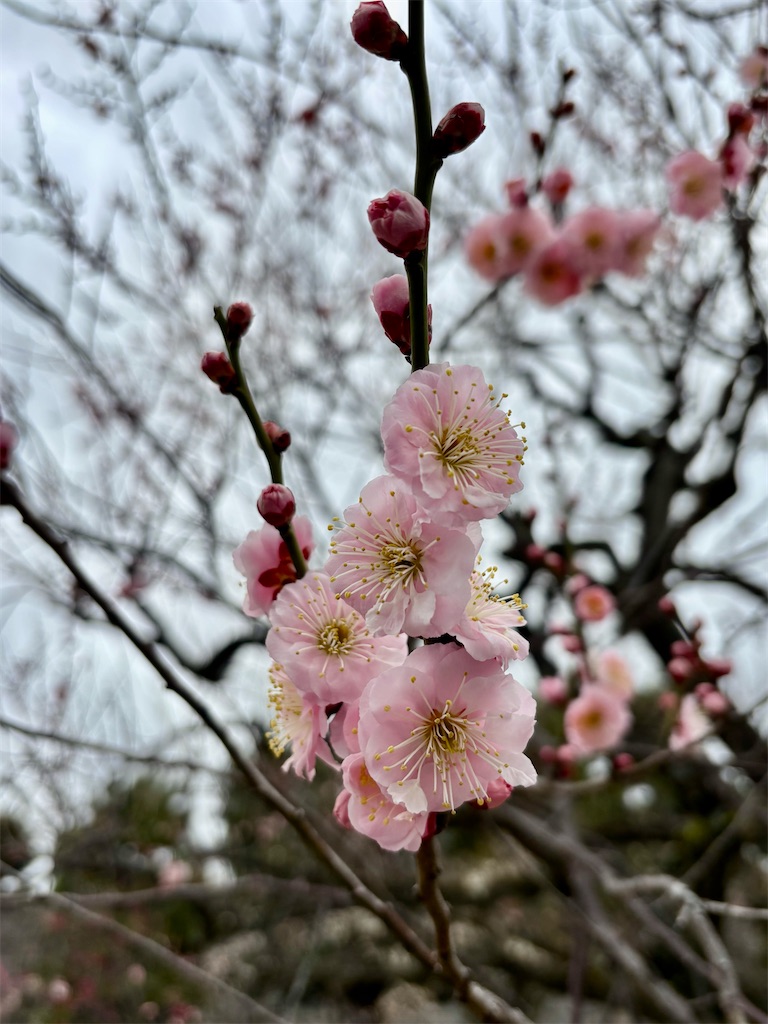f:id:urashimamimi:20250321210039j:image