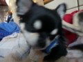 121216 15:30 まろ 02 121216 15:30 まろ 02