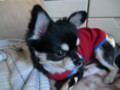 121216 15:30 まろ 03 121216 15:30 まろ 03