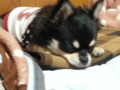 2013-10-28 まろ (2) 2013-10-28 まろ (2)