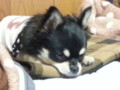 2013-10-28 まろ (3) 2013-10-28 まろ (3)