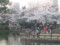 20150331_172353 あんじょう公園 (4)