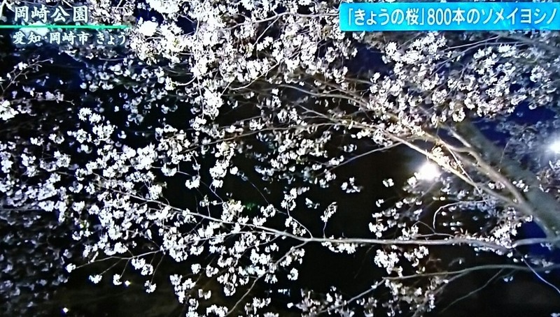 2019.4.1 テレビ朝日 - 岡崎公園 (1) 1270-720
