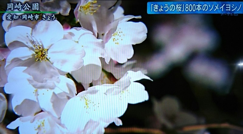 2019.4.1 テレビ朝日 - 岡崎公園 (3) 1270-700