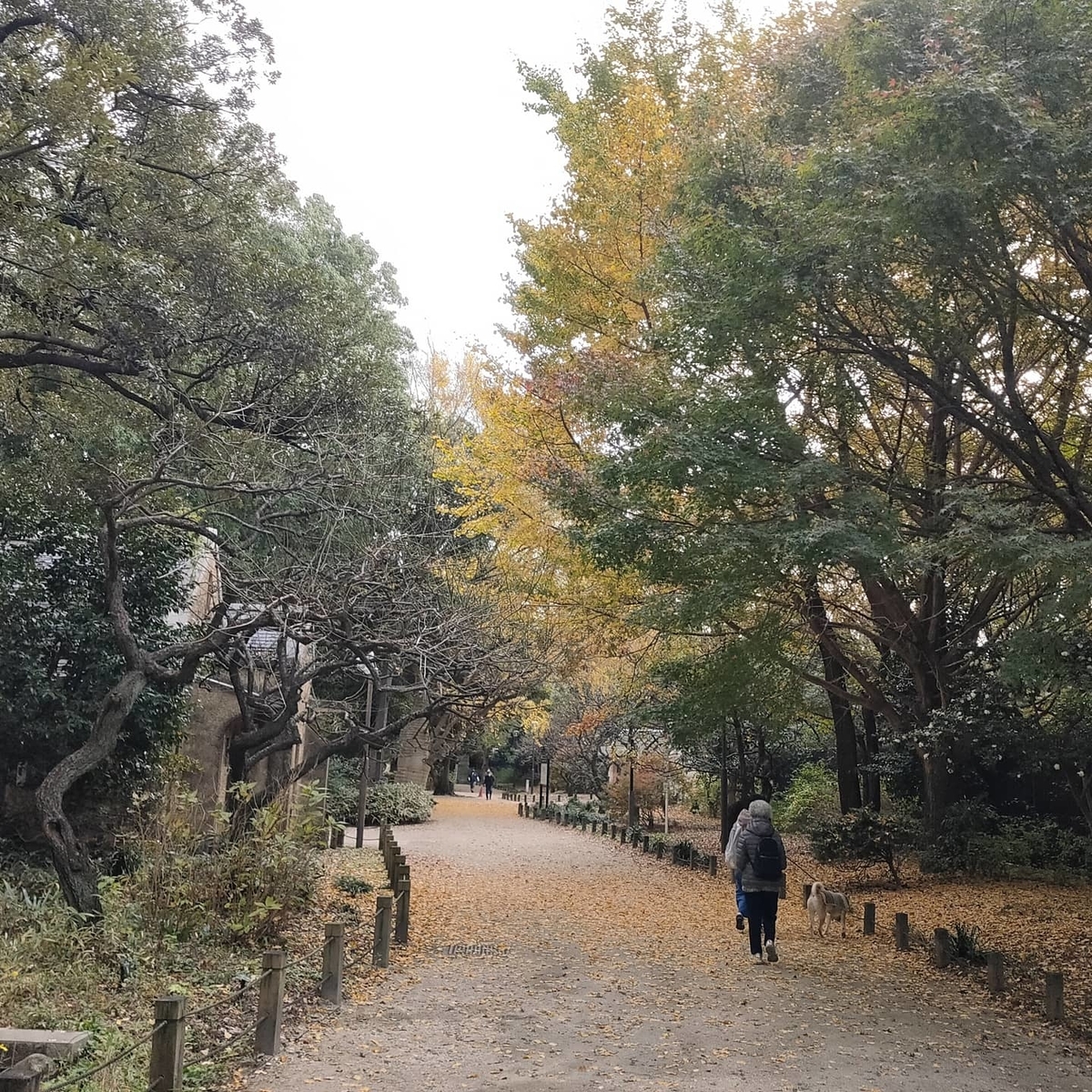f:id:ureshi-kanashi:20201211234747j:plain