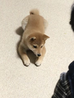 f:id:uretanonatsumu:20180216075334j:plain f:id:uretanonatsumu:20180216075334j:plain