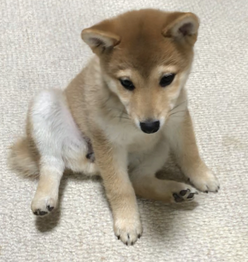 f:id:uretanonatsumu:20180216075436j:plain f:id:uretanonatsumu:20180216075436j:plain