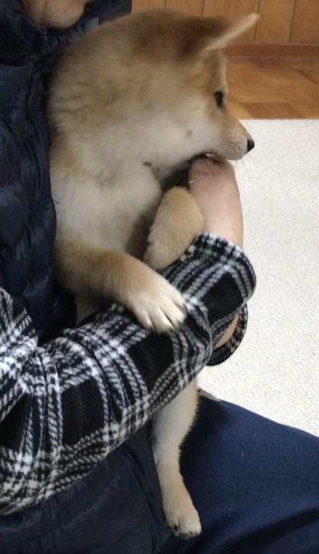 f:id:uretanonatsumu:20180216075448p:plain f:id:uretanonatsumu:20180216075448p:plain