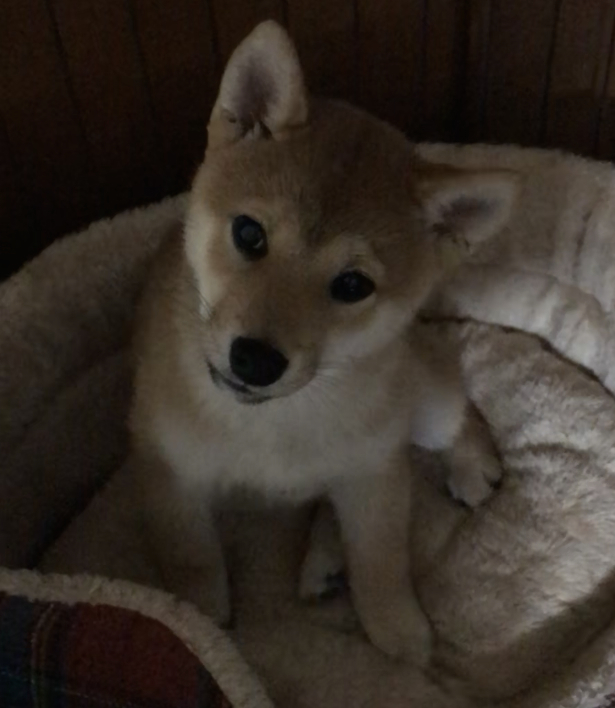 f:id:uretanonatsumu:20180216075510j:plain f:id:uretanonatsumu:20180216075510j:plain