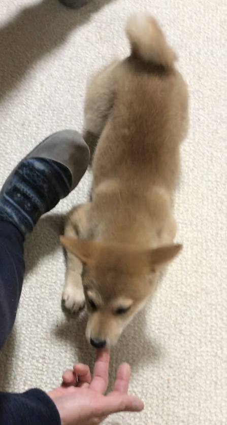 f:id:uretanonatsumu:20180305121154j:plain f:id:uretanonatsumu:20180305121154j:plain