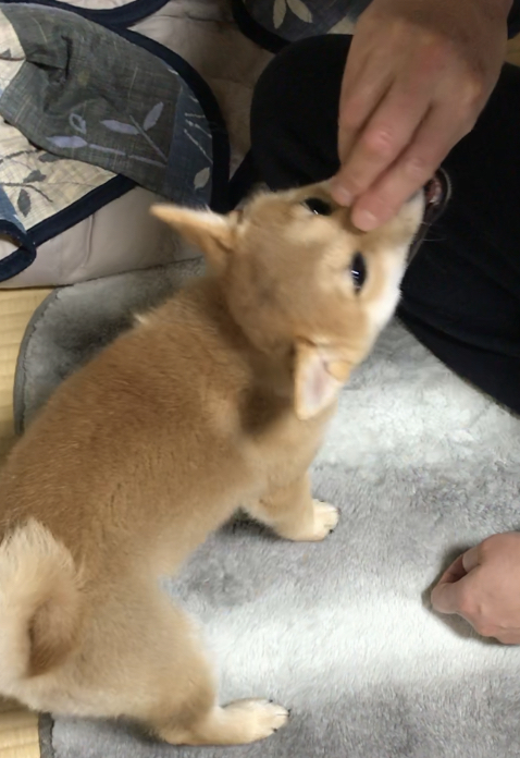 f:id:uretanonatsumu:20180308190325j:plain f:id:uretanonatsumu:20180308190325j:plain