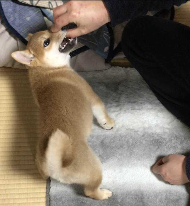 f:id:uretanonatsumu:20180308190340j:plain f:id:uretanonatsumu:20180308190340j:plain