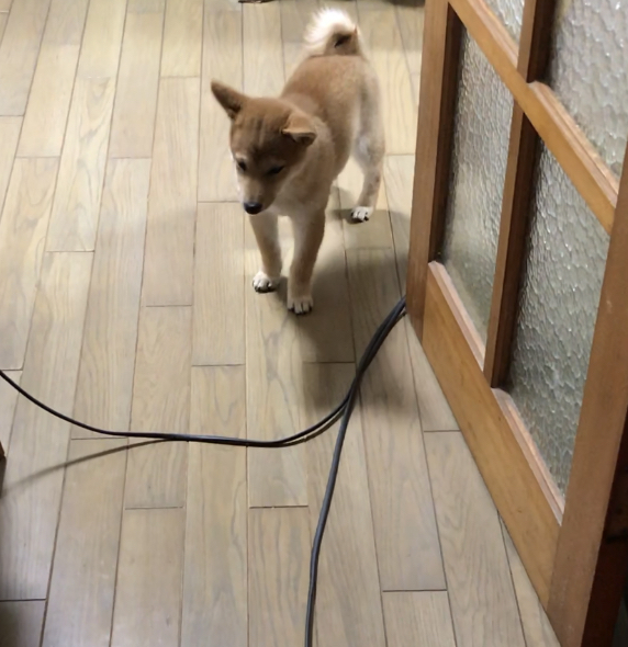 f:id:uretanonatsumu:20180312094316j:plain f:id:uretanonatsumu:20180312094316j:plain